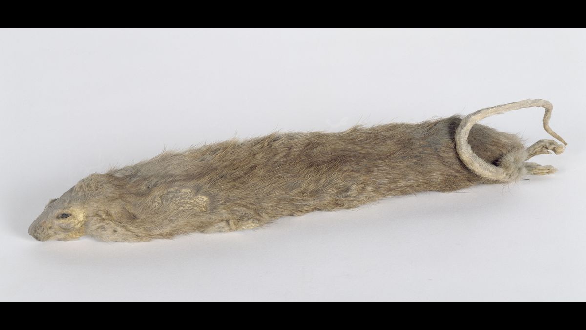 Rat piégé conçu par le SOE - Paris, musée de l'Armée © Paris - Musée de l'Armée, Dist. RMN-Grand Palais